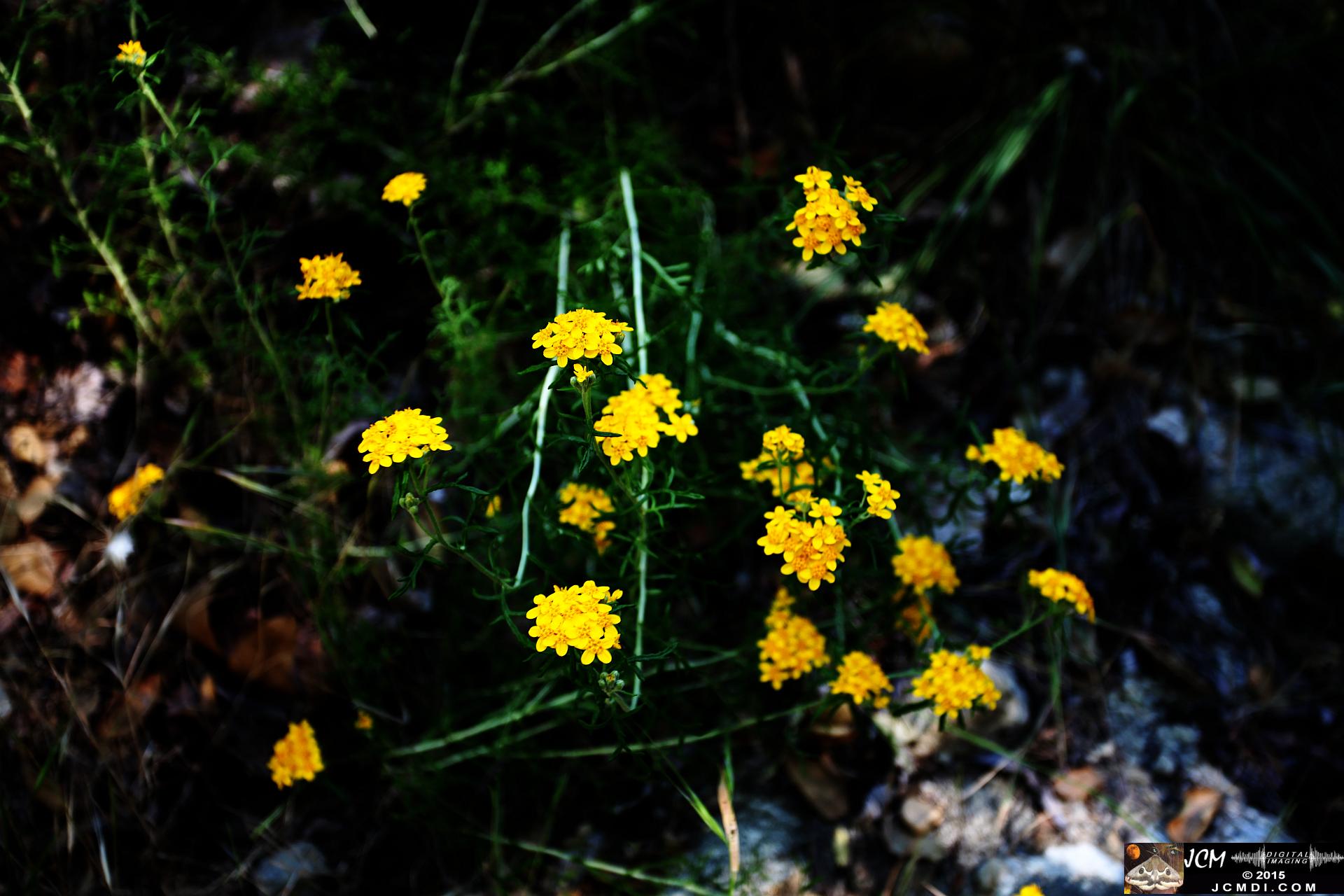 Whitney Canyon Hike yellow flowers